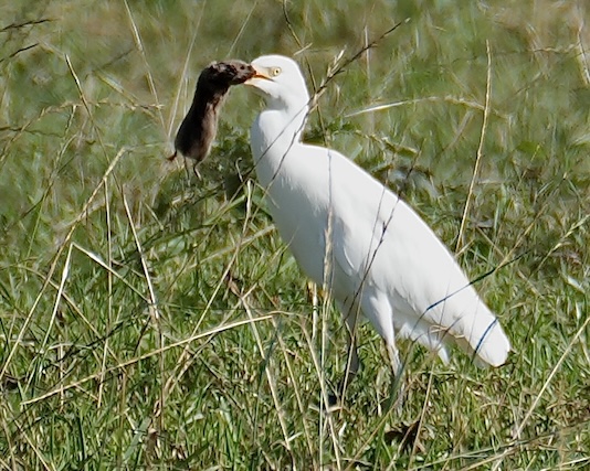 cattle egret